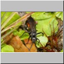 Anoplius viaticus - Wegwespe m001f 8mm - Sandgrube Niedringhaussee-det.jpg